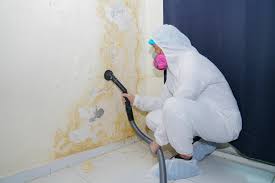 Professional Mold Prevention & Removal  in Pine Air, FL